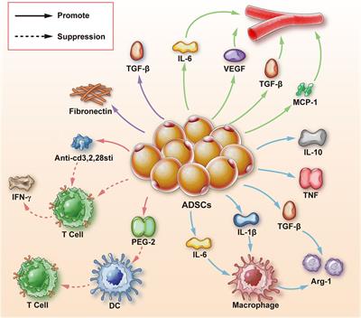 Review: Research progress of adipose-derived stem cells in the treatment of chronic wounds